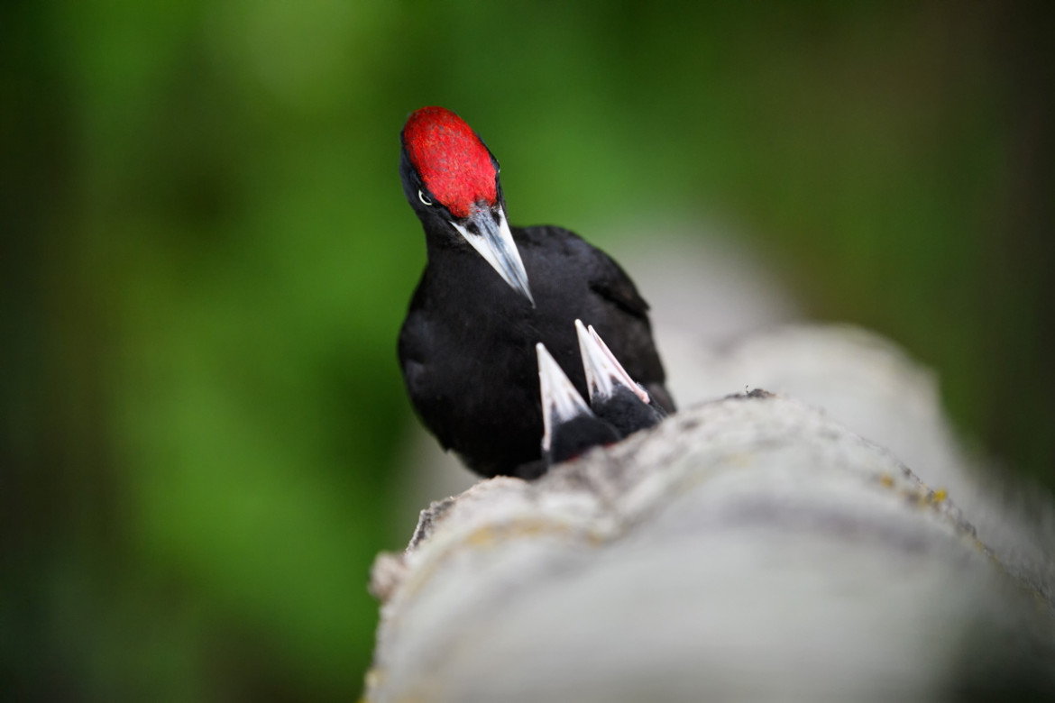 fot. Sven Začek, "Hungry beaks", wyróżnienie w kategorii Ptaki /  GDT Wildlife Photographer of the Year 2017