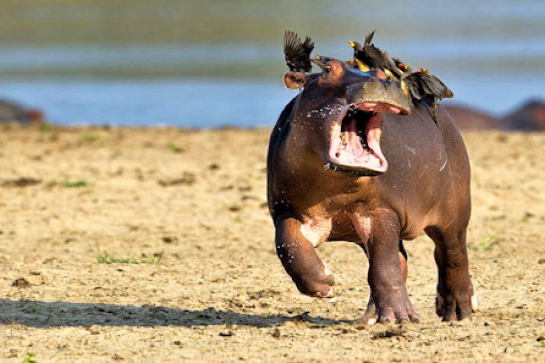 Zabawne zdjęcia zwierząt w konkursie Comedy Wildlife Photography Awards