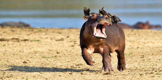 Zabawne zdjęcia zwierząt w konkursie Comedy Wildlife Photography Awards