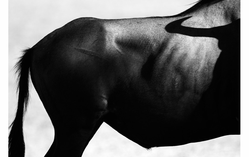 fot. Andrew Forsyth, Starving wildebeest in the Kalahari, 2. miejsce w kategorii Ssaki /  GDT Wildlife Photographer of the Year 2017