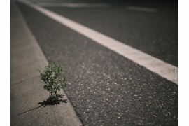 Fot. Tomasz Zgadzaj, Reportaż ukazuje autostradę jako odhumanizowaną przestrzeń podporządkowaną pędowi nowoczesności – odciętą od przyrody i ludzi, w której wszystko, co żywe i nieprzystosowane, staje się tymczasowe i zbędne.<br></br><br></br>2. nagroda w kat. Climate, Responsibility - Stories / Grand Press Photo 2025