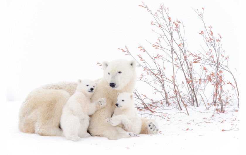 fot. André Gilden, Family, wyróżnienie w kategorii Ssaki /  GDT Wildlife Photographer of the Year 2017