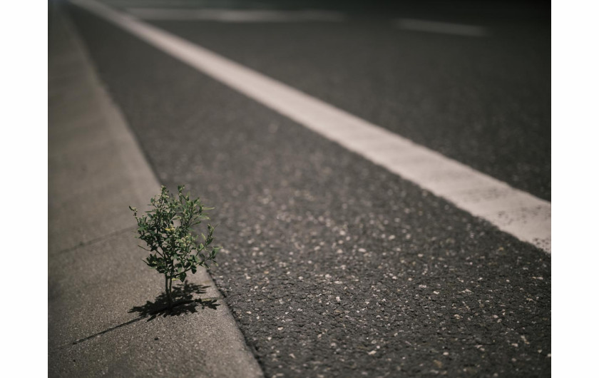 Fot. Tomasz Zgadzaj, Reportaż ukazuje autostradę jako odhumanizowaną przestrzeń podporządkowaną pędowi nowoczesności – odciętą od przyrody i ludzi, w której wszystko, co żywe i nieprzystosowane, staje się tymczasowe i zbędne.2. nagroda w kat. Climate, Responsibility - Stories / Grand Press Photo 2025