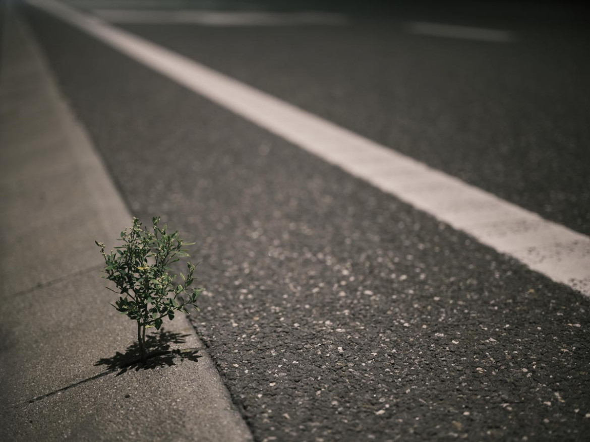 Fot. Tomasz Zgadzaj, Reportaż ukazuje autostradę jako odhumanizowaną przestrzeń podporządkowaną pędowi nowoczesności – odciętą od przyrody i ludzi, w której wszystko, co żywe i nieprzystosowane, staje się tymczasowe i zbędne.<br></br><br></br>2. nagroda w kat. Climate, Responsibility - Stories / Grand Press Photo 2025