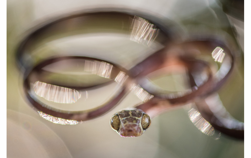 fot. Brian Rasmussen, Blunt-headed vine snake , 2. miejsce w kategorii Inne Zwierzęta /  GDT Wildlife Photographer of the Year 2017