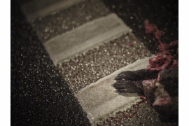 Fot. Tomasz Zgadzaj, Reportaż ukazuje autostradę jako odhumanizowaną przestrzeń podporządkowaną pędowi nowoczesności – odciętą od przyrody i ludzi, w której wszystko, co żywe i nieprzystosowane, staje się tymczasowe i zbędne.<br></br><br></br>2. nagroda w kat. Climate, Responsibility - Stories / Grand Press Photo 2025