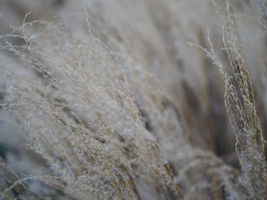 1/800 s, f/1.8, ISO 200, 25.0 mm