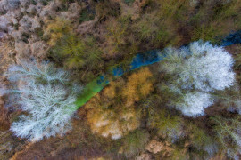 fot. Csaba Daróczi, "Winter Swamp", 2. miejsce w kategorii Rośliny i Grzyby /  GDT Wildlife Photographer of the Year 2017