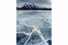 Pauk Wakefield, Jezioro Abraham, Alberta, Canada (2011)
