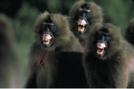 &#8220;Przyroda i środowisko&#8221; 1. nagroda za reportaż, fot. Nick Nichols, USA, National Geographic Magazine. Małpy Gelada, Etiopia.