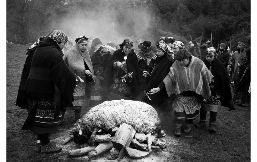 fot. Pablo E. Piovano, Mapuche: The Return of the Ancient Voices, National Geographic, najlepszy projekt długoterminowy w regionie Ameryki Południowej / World Press Photo 2024Społeczności Mapuche to rdzenni mieszkańcy terytoriów, które obecnie należą do Argentyny i Chile. Znaczna część ziemi ich przodków jest obecnie wykorzystywana komercyjnie - pod górnictwo, leśnictwo, projekty hydroelektryczne czy szczelinowanie. Pomimo nowych przepisów, pozornie wspierających prawa Mapuche, dyskryminacja wywodzących się z tej społecznośc aktywistów nie ustaje. Dla wielu Mapuczów nie jest to wyłącznie spór terytorialny: ziemia jest częścią ich kulturowej i duchowej tożsamości. Komercyjna degradacja środowiska narusza zarówno pamięć o przeszłości, jak i równowagę między naturą a ludzkim zdrowiem. Jury doceniło głębszy wgląd tej historii w światopogląd rdzennych mieszkańców w ramach ich walki z rządami i przemysłem wydobywczym.