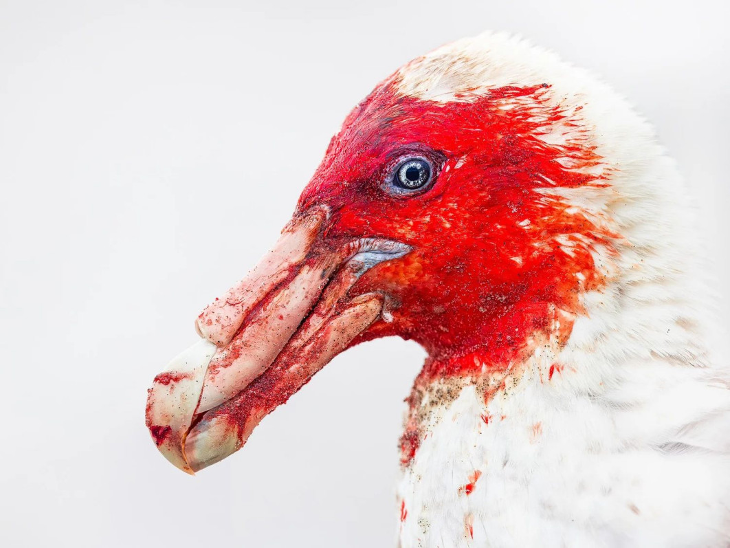 &quot;Bloody Petrel&quot;, fot. Steffen Foerster (Niemcy) - Gold Award, Best Portrait | Bird Photographer of the Year
