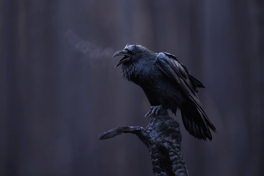 &quot;Voice of the Ash Forest&quot;, fot. Maxime Legare-Vezina (Kanada) - Silver Award, Best Portrait | Bird Photographer of the Year