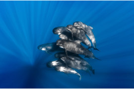 fot. Greg Lecoeur, "Pilot whales", 1. miejsce w kategorii Podwodny Świat /  GDT Wildlife Photographer of the Year 2017