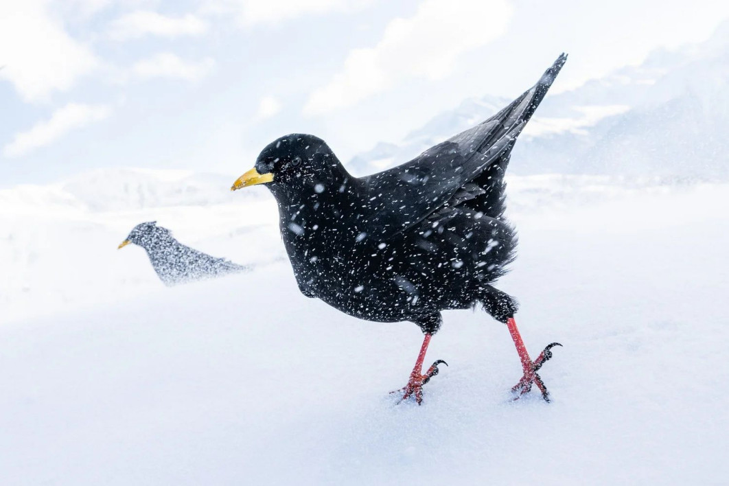 &quot;Snowstorm&quot;, fot. Luca Lorenz (Niemcy) - Bronze Award, Best Portrait | Bird Photographer of the Year