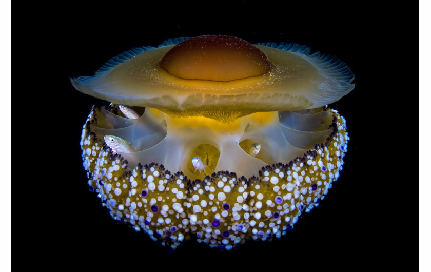 fot. Jordi Benitez Castells, Apartment sharing, 2. miejsce w kategorii Podwodny Świat /  GDT Wildlife Photographer of the Year 2017