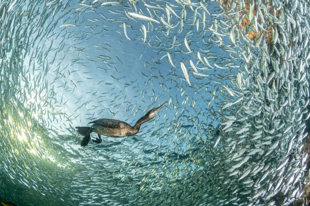 &quot;Feasting at Sunset&quot;, fot. Franco Banfi (Szwajcaria) - Gold Award, Birds in the Environment | Bird Photographer of the Year