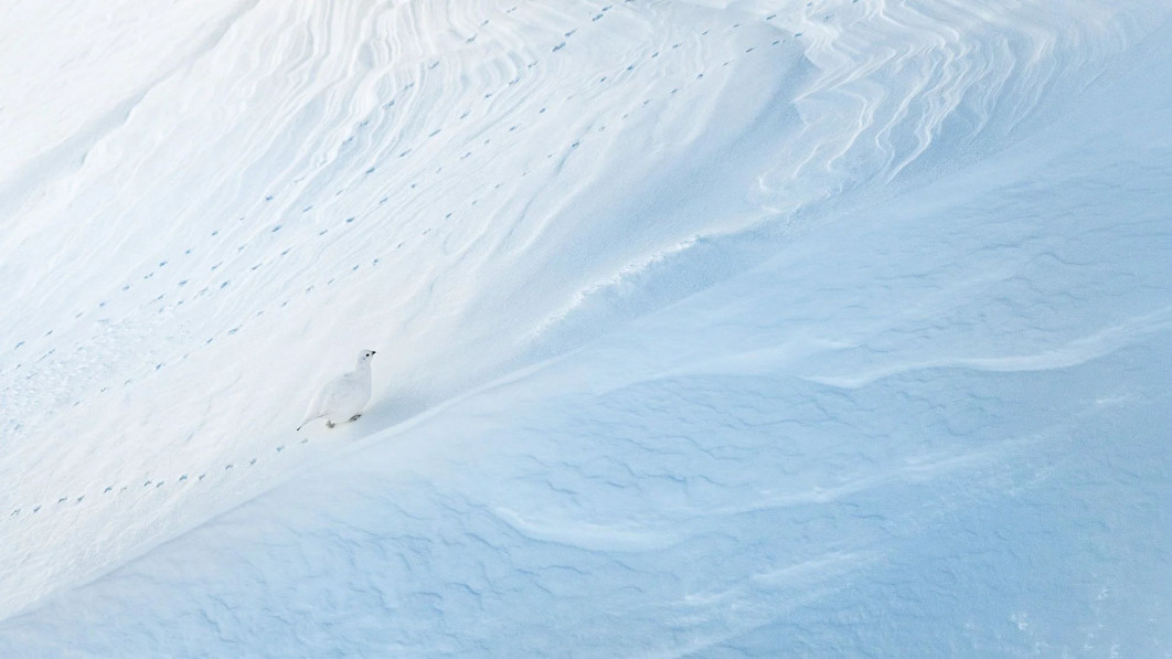&quot;Structures&quot;, fot. Levi Fitze (Szwajcaria) - Silver Award, Birds in the Environment | Bird Photographer of the Year