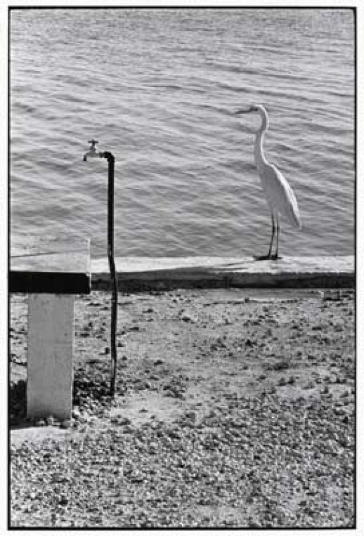 Elliott Erwitt w Yours Gallery dłużej