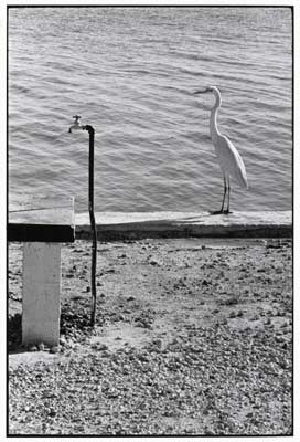 Elliott Erwitt w Yours Gallery dłużej