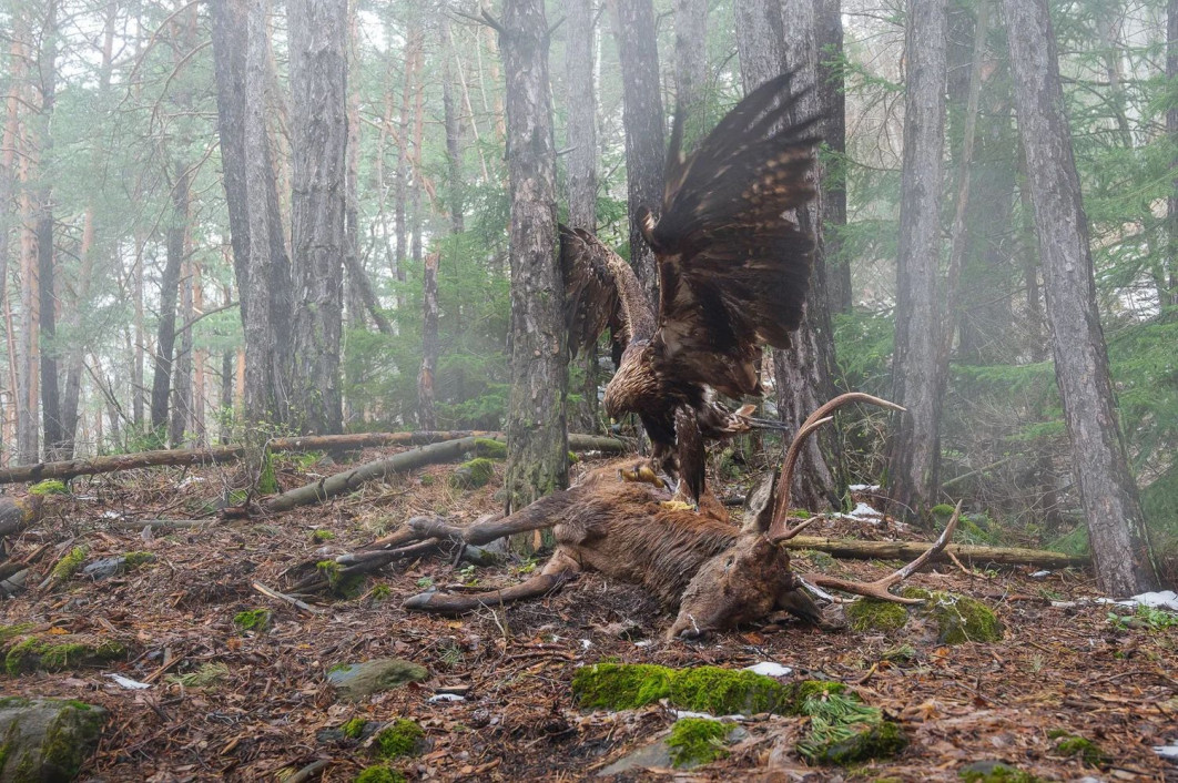 &quot;Angel or Demon&quot;, fot. Francesco Guffanti (Włochy) - Gold Award, Bird Behavior | Bird Photographer of the Year