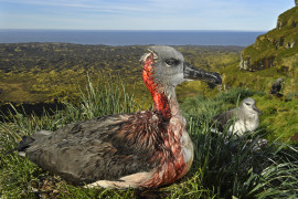 © Thomas P. Peschak, "Attack of the Zombie Mouse" - nominacja w ENVIRONMENT SINGLES / Młody albatrosa szaro-głowy zostaje ranny po ataku drapieżnika, który zaczął żerować na żywych pisklętach albatrosa. (Wyspa Marion, Południowoafrykańskie Terytorium Antarktyczne).