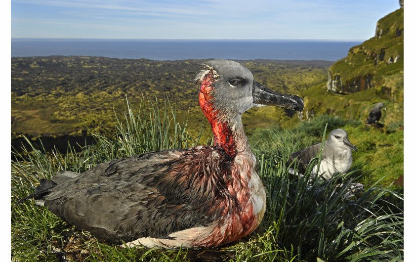 © Thomas P. Peschak, Attack of the Zombie Mouse - II miejsce  w kategorii ENVIRONMENT SINGLES / Młody albatrosa szaro-głowy zostaje ranny po ataku drapieżnika, który zaczął żerować na żywych pisklętach albatrosa. (Wyspa Marion, Południowoafrykańskie Terytorium Antarktyczne).