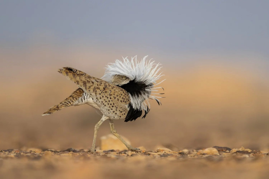 &quot;Swollen Chest&quot;, fot. Chen Ein-Dor (Izrael) - Bronze Award, Bird Behavior | Bird Photographer of the Year