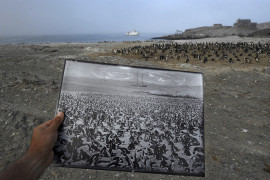 © Thomas P. Peschak, "Back in Time" - nominacja w ENVIRONMENT SINGLES / Historyczna fotografia afrykańskiej kolonii pingwinów, zrobiona pod koniec lat dziewięćdziesiątych XIX wieku, stanowi wyraźny kontrast w stosunku do spadających liczb obserwowanych gatunków w 2017 roku, w tym samym miejscu na wyspie Halifax w Namibii. Kolonia liczyła kiedyś ponad 100 000 pingwinów.