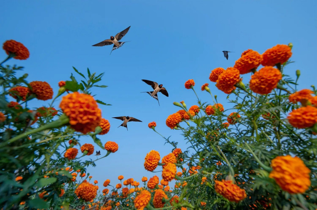 &quot;Through the Marigolds&quot;, fot. Baiju Patil (Indie) - Silver Award, Birds in Flight | Bird Photographer of the Year