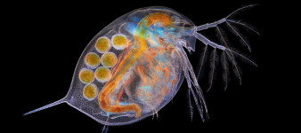 Odkryj nieznane piękno świata w mikroskali na zdjęciach zwycięzców Nikon Small World 2018