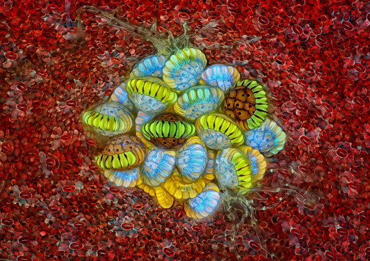 fot. Rogelio Moreno, zarodnia paproci, 2. miejsce w konkursie Nikon Small World 2018