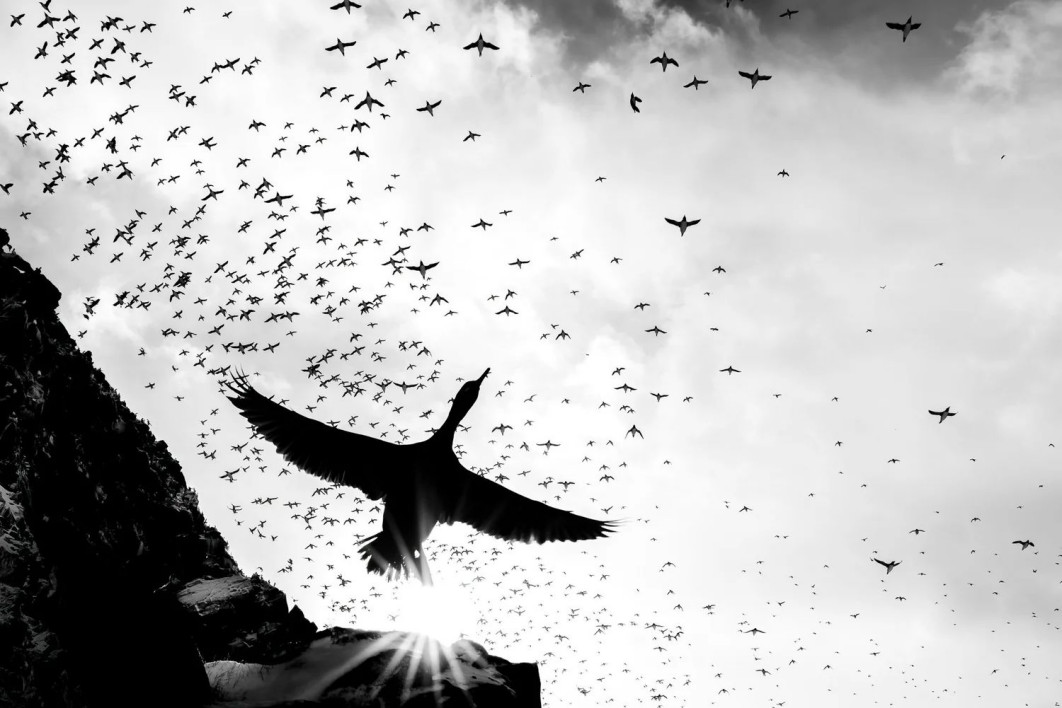 &quot;The Giant&quot;, fot. Jannik Jansons (Germany) - Gold Award, Black and White | Bird Photographer of the Year
