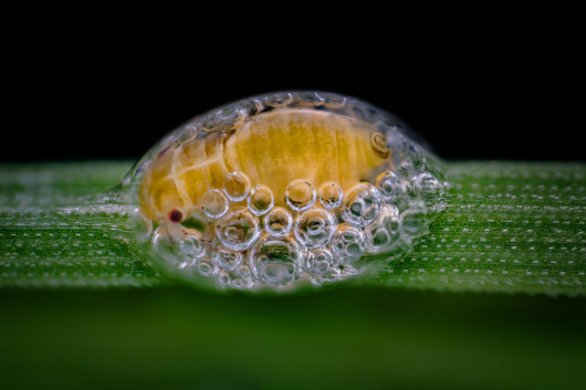 fot Saulius Gugis, nimfa pluskwy, 3. miejsce w konkursie Nikon Small World 2018