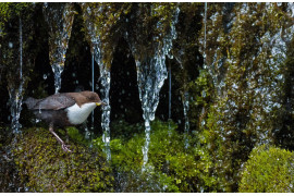 fot. Simon Johnsen, "Dipper", 1. miejsce w kategorii młodzieżowej 15-17 lat /  GDT Wildlife Photographer of the Year 2017