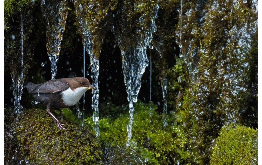 fot. Simon Johnsen, Dipper, 1. miejsce w kategorii młodzieżowej 15-17 lat /  GDT Wildlife Photographer of the Year 2017