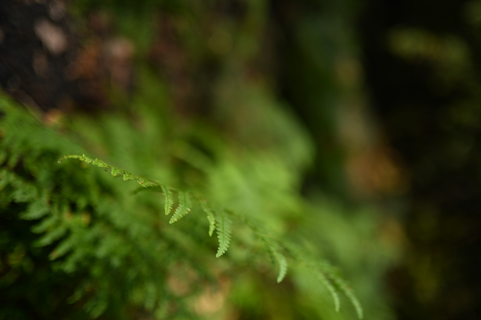 1/3200 s, f/1.4, ISO 100, 35.0 mm