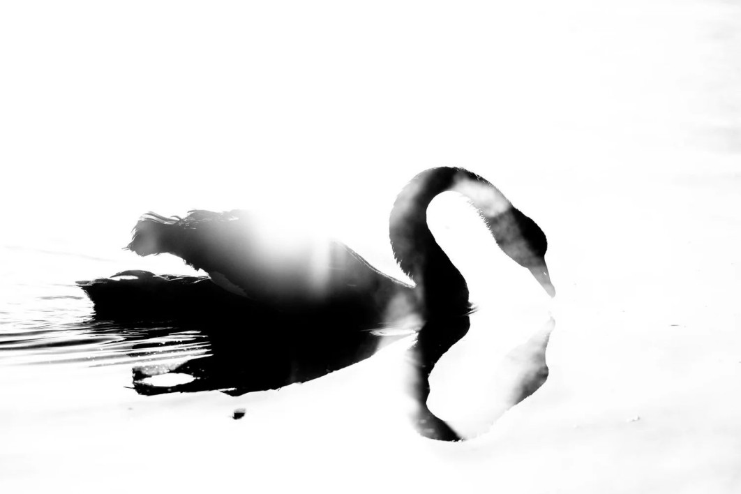 &quot;Black and White Swan&quot;, fot. Raoul Slater (Australia) - Silver Award, Black and White | Bird Photographer of the Year