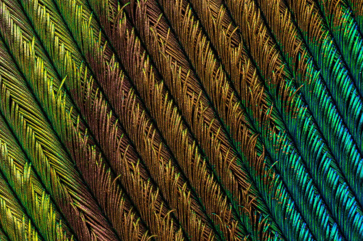 fot. Can Tuncer, pióro pawia, 4. miejsce w konkursie Nikon Small World 2018