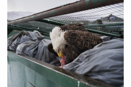 © Corey Arnold, "Dumpster Diver" - nominacja w kategorii NATURE SINGLES / Orzeł żywi się mięsnymi skrawkami wyrzuconymi z lokalnego supermarketu (Alaska, USA).