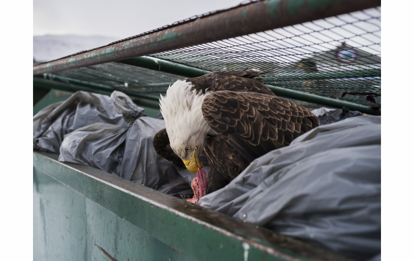 © Corey Arnold, Dumpster Diver - I miejsce  w kategorii NATURE SINGLES / Orzeł żywi się mięsnymi skrawkami wyrzuconymi z lokalnego supermarketu (Alaska, USA).