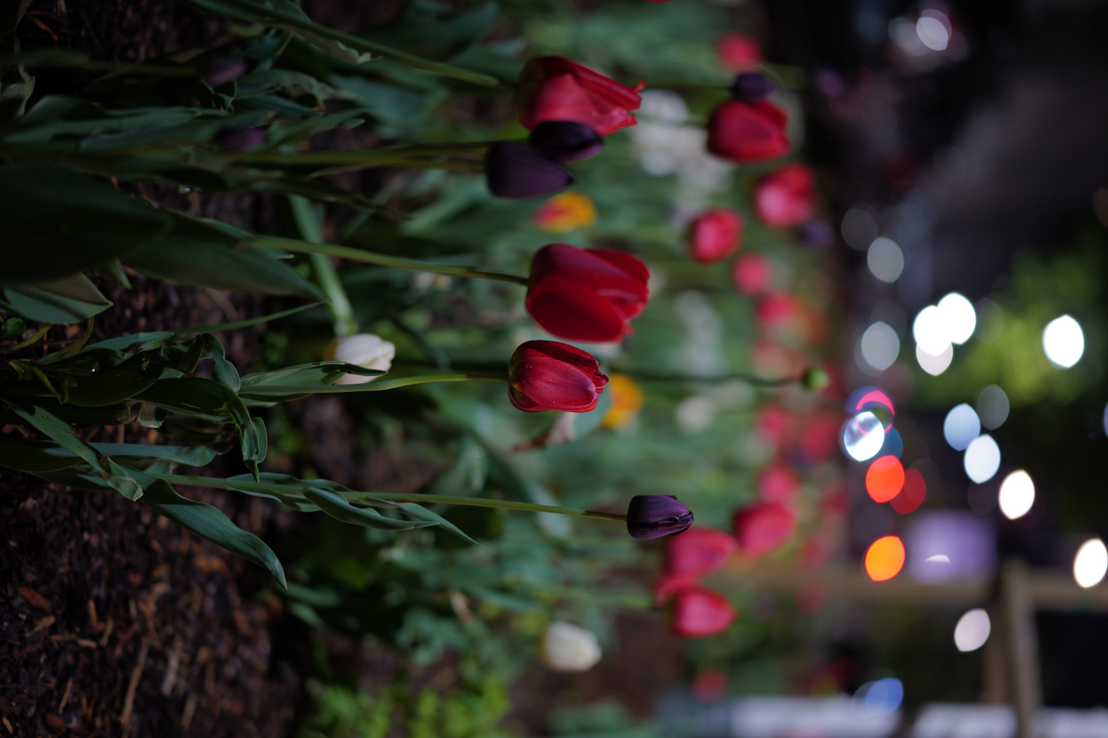 1/15 s, f/1.2, ISO 400, 50.0 mm