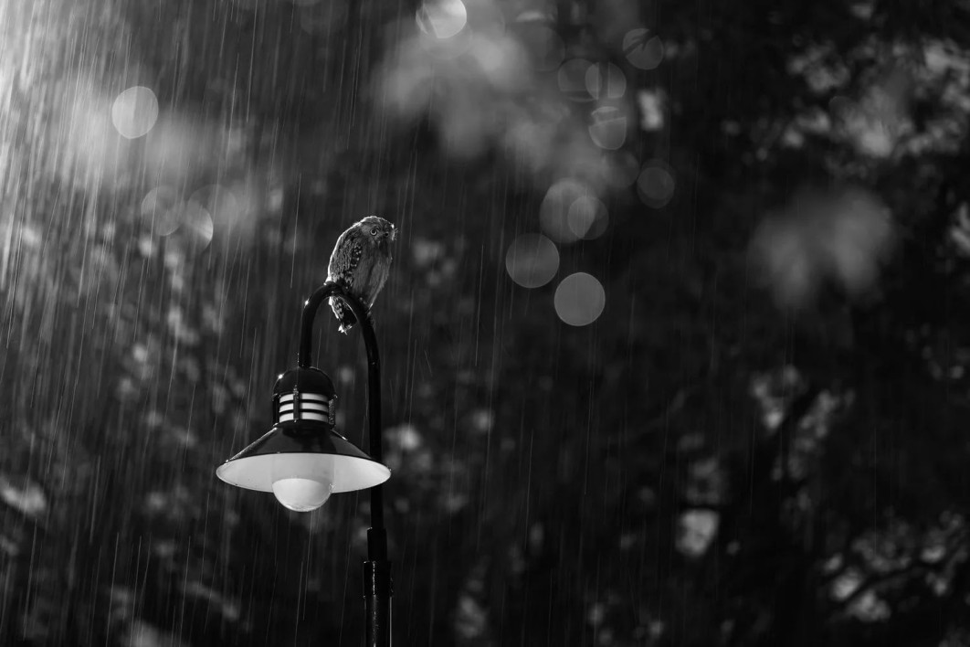 &quot;On My Own&quot;, fot. Jim Lee (Singapur) —-Bronze Award, Black and White | Bird Photographer of the Year