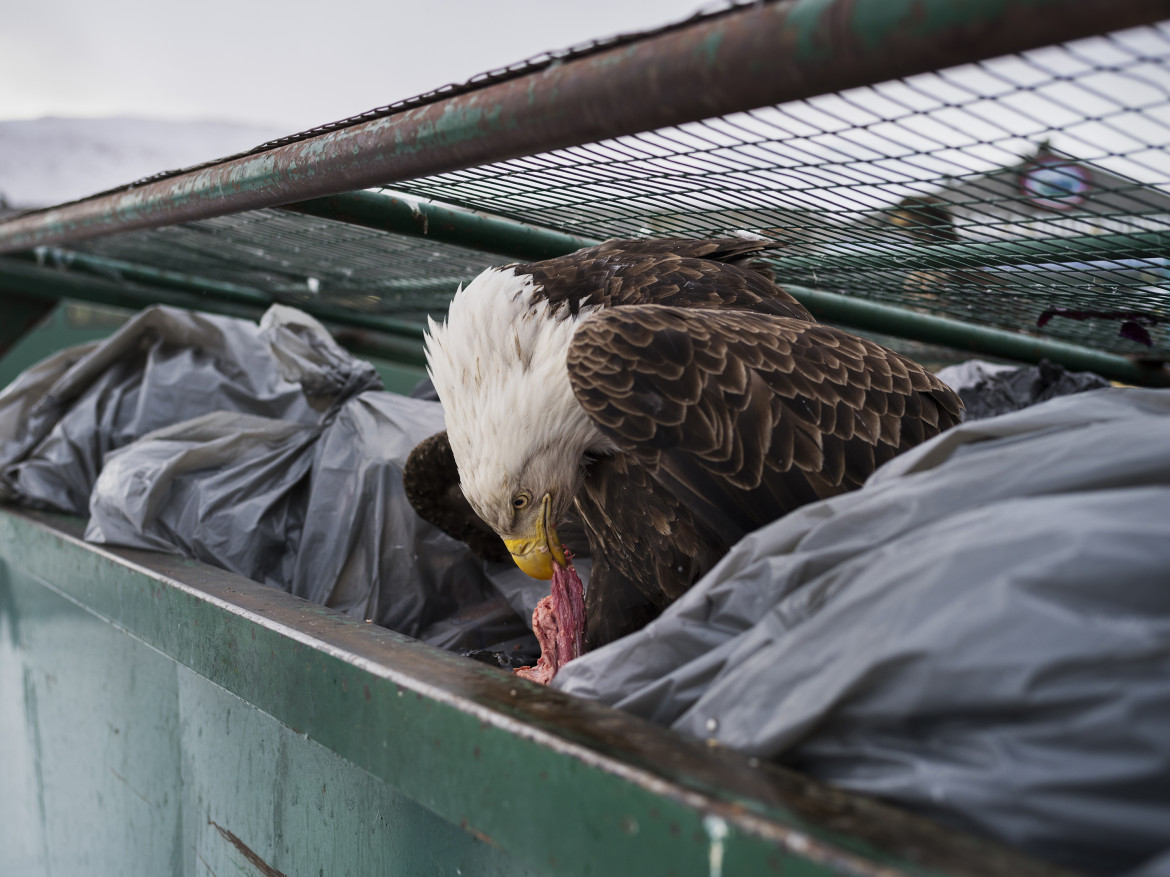 © Corey Arnold, "Dumpster Diver" - I miejsce  w kategorii NATURE SINGLES / Orzeł żywi się mięsnymi skrawkami wyrzuconymi z lokalnego supermarketu (Alaska, USA).