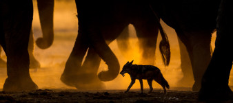 Silna, lecz bezbronna. Natura na zdjęciach zwycięzców konkursu GDT European Wildlife Photographer of the Year 2017