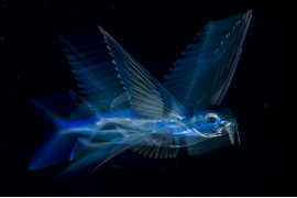 © Michael Patrick O'Neill, "Flying Fish in Motion" - III miejsce w kategorii NATURE SINGLES / Latająca ryba pływa w nocy pod powierzchnią wody w zatoce Palm Beach (Floryda, USA).