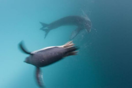 1. nagroda w kategorii Natura (reportaż), Paul Nicklen, Kanada, National Geographic Magazine, Polujące foki, Antarktyda