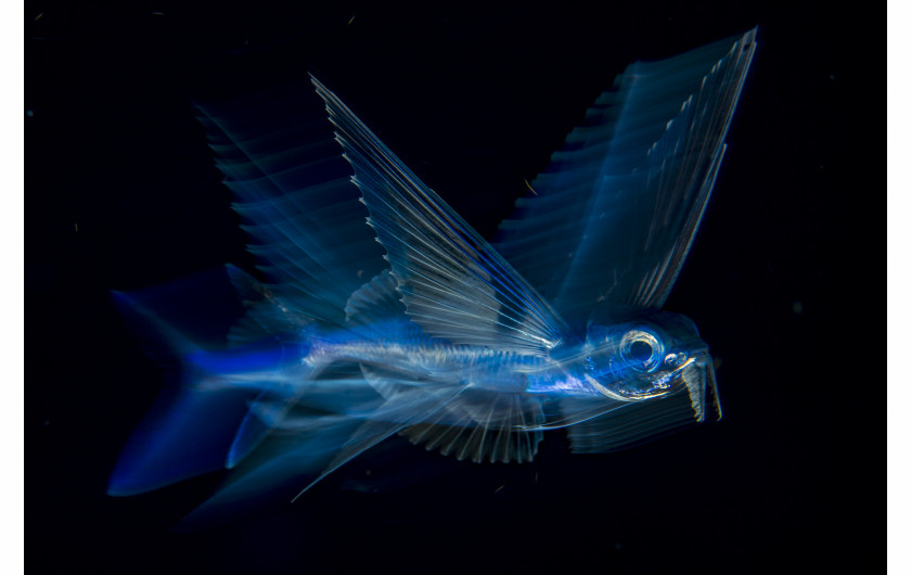 © Michael Patrick O'Neill, Flying Fish in Motion - III miejsce w kategorii NATURE SINGLES / Latająca ryba pływa w nocy pod powierzchnią wody w zatoce Palm Beach (Floryda, USA).