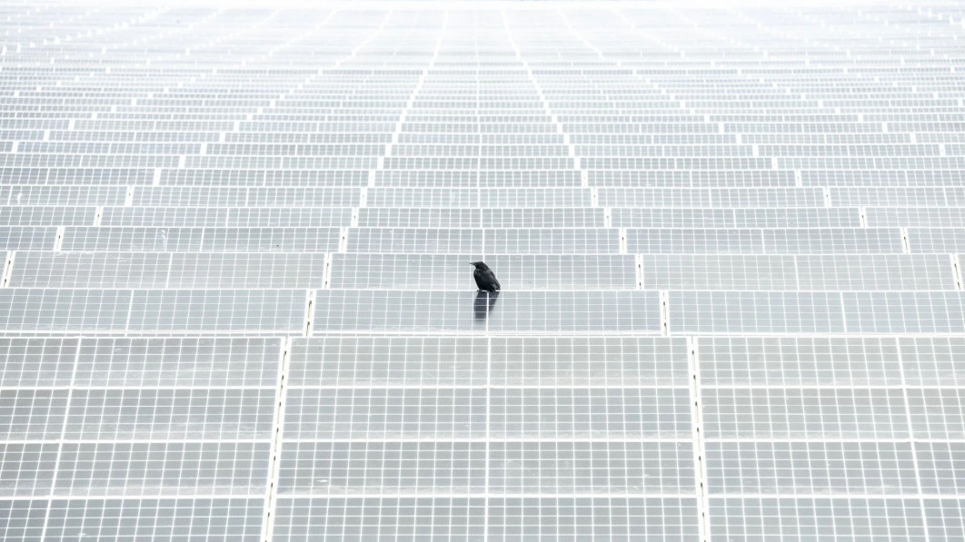 &quot;Feathered on Panels&quot;, fot. Alex Pansier (Netherlands) - Gold Award, Urban Birds | Bird Photographer of the Year
