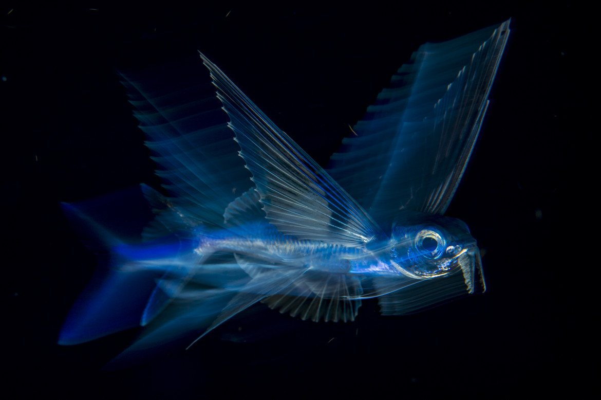© Michael Patrick O'Neill, "Flying Fish in Motion" - III miejsce w kategorii NATURE SINGLES / Latająca ryba pływa w nocy pod powierzchnią wody w zatoce Palm Beach (Floryda, USA).